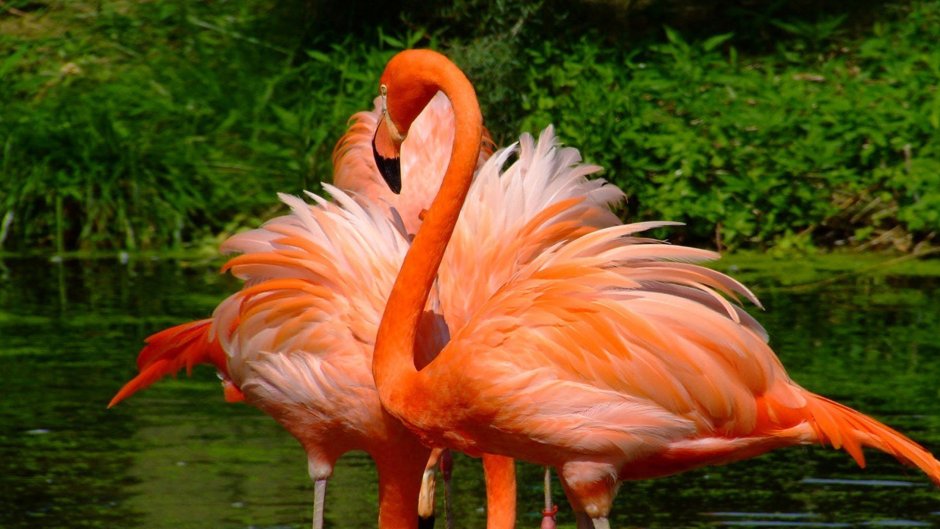 Розовый Фламинго птица