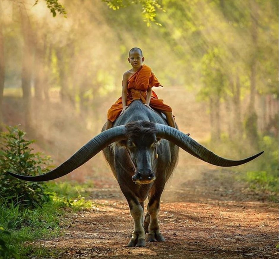 Человек верхом на слоне