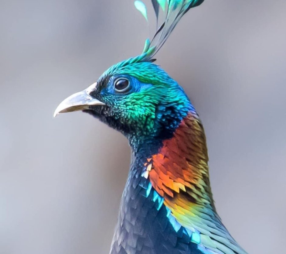 Монал значение