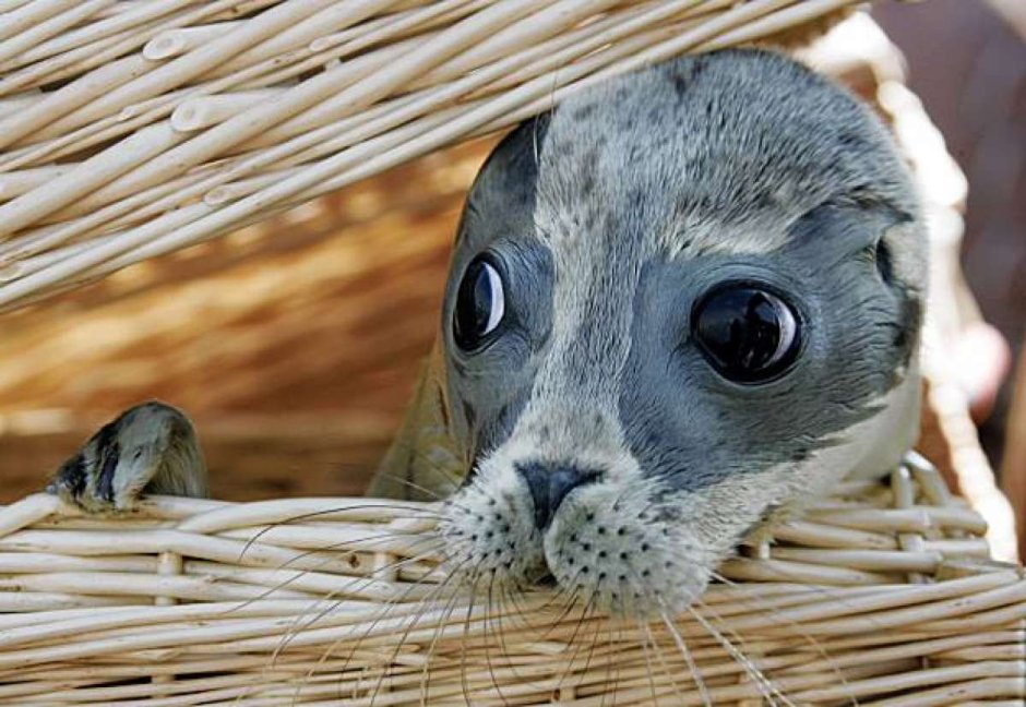 Бенгальская кошка путешественница