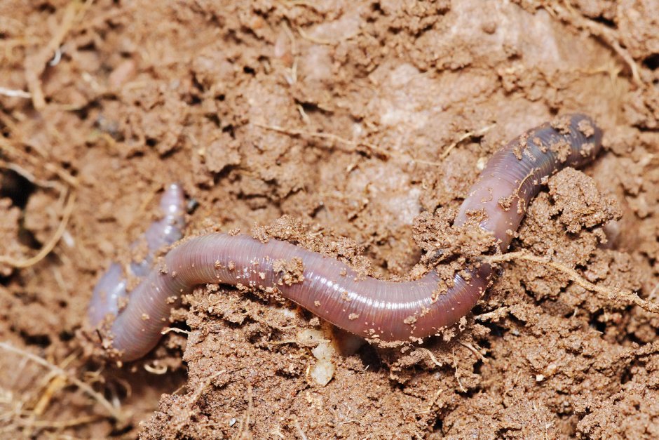 Тип кольчатые черви Annelida