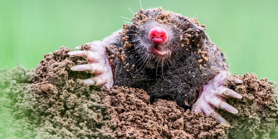 Крот Mole
