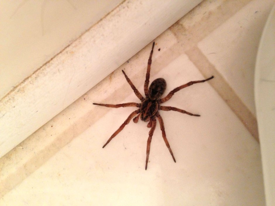 Паук Loxosceles reclusa