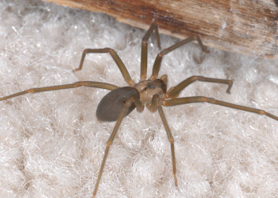 Tegenaria gigantea