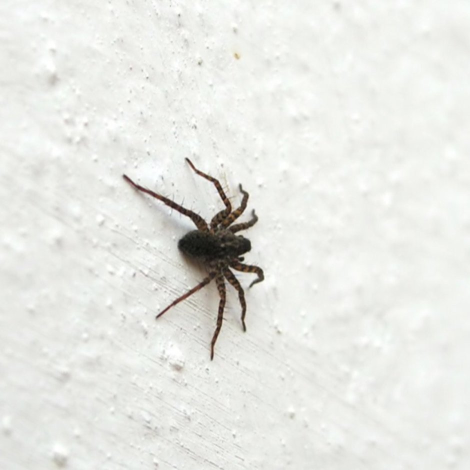 Pholcus phalangioides