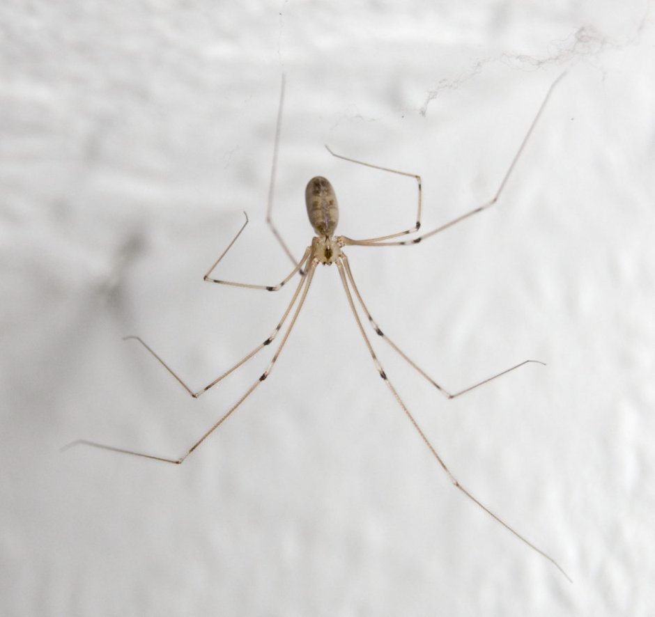 Домовый паук Tegenaria domestica