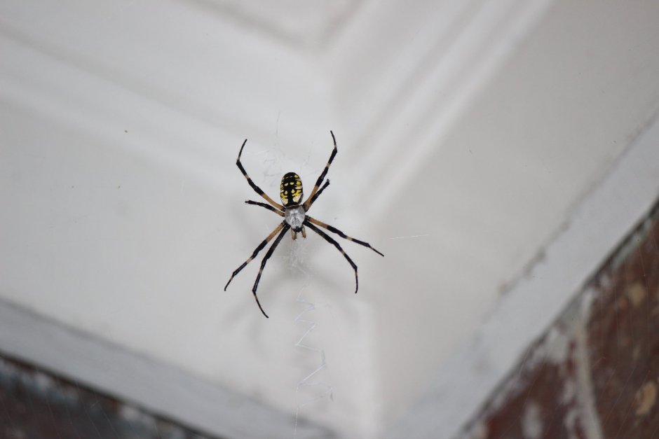 Eratigena atrica паук