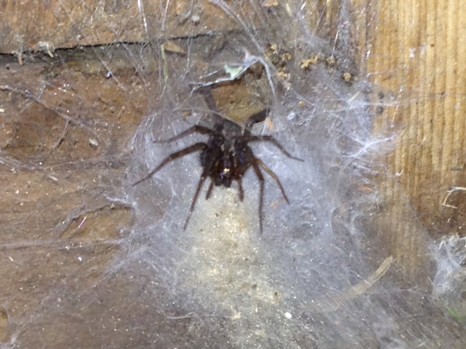 Паук Badumna insignis