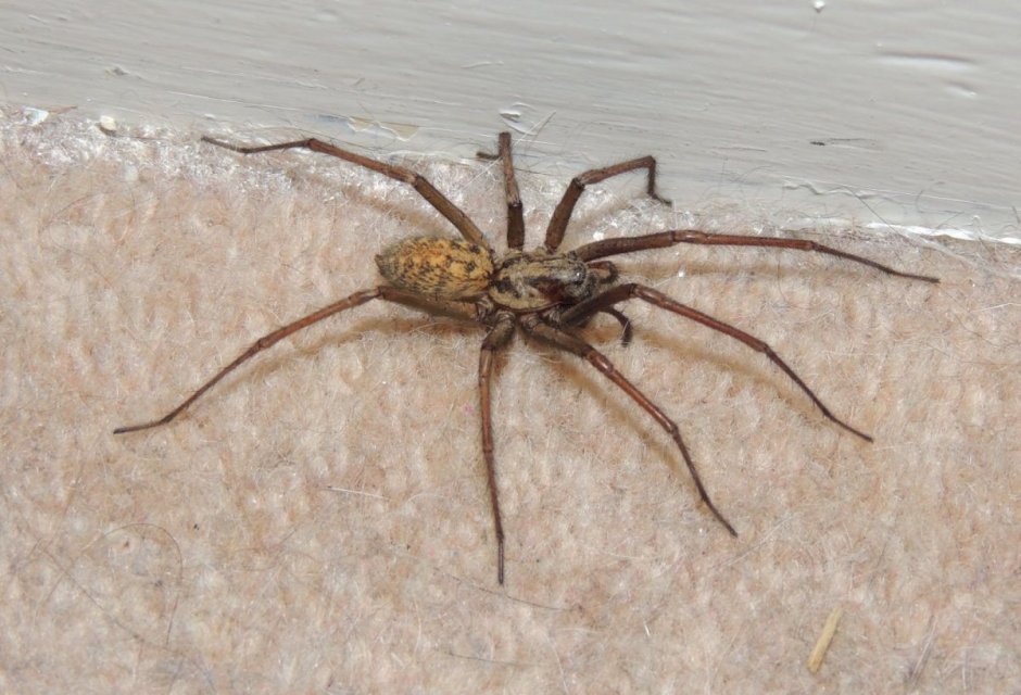 Домовый паук Tegenaria domestica