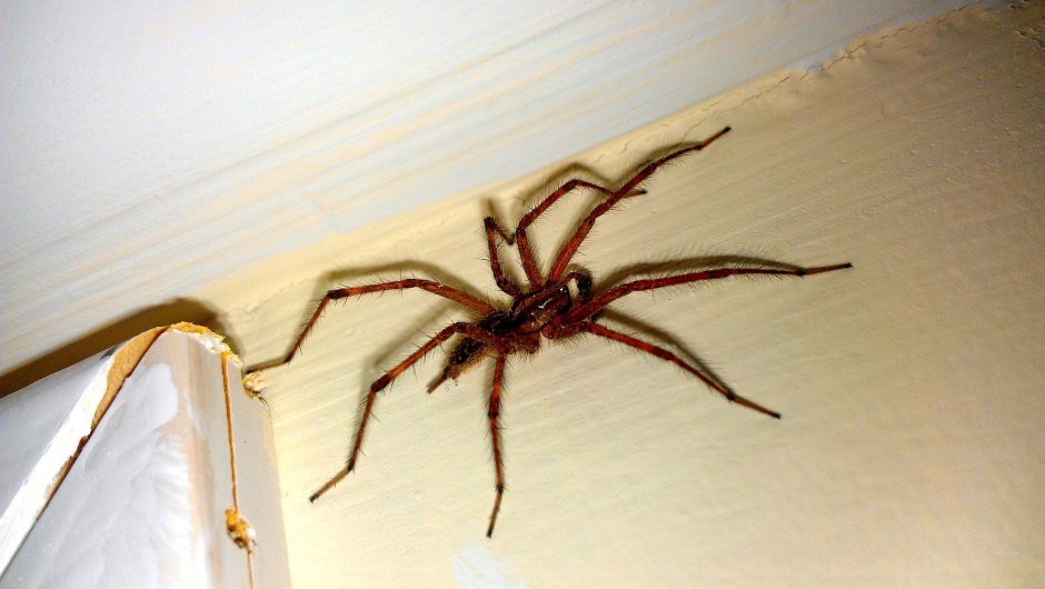 Паук Araña araignee Ragno