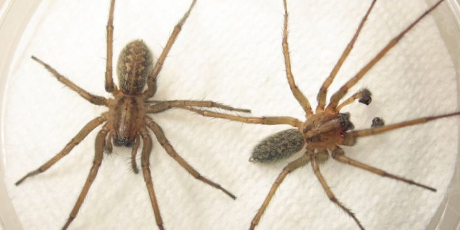 Achaearanea tepidariorum
