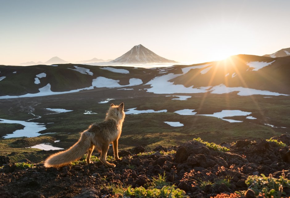 Дикая природа России National Geographic