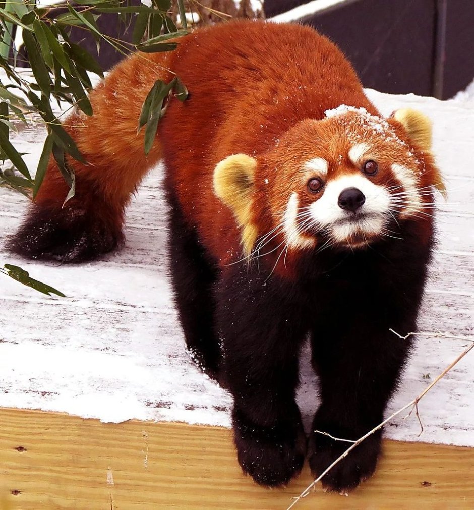 Малая Панда (Ailurus Fulgens