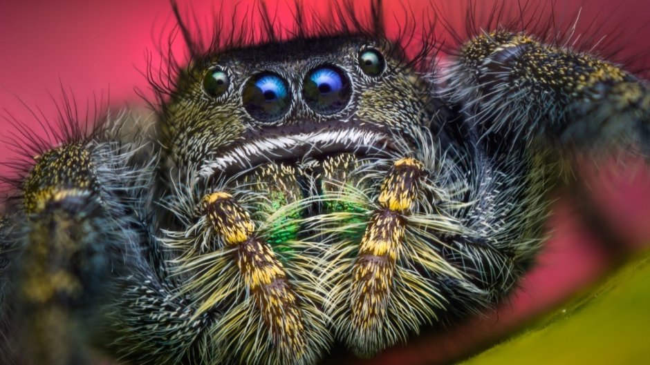 Lycosa praegrandis