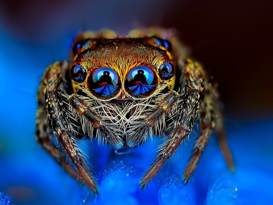 Пауки семейства Dinopidae spinosa