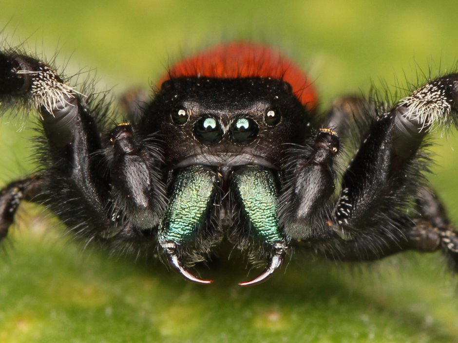 Phidippus mystaceus