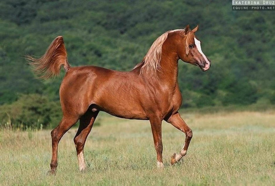 Арабская лошадь (арабский скакун)