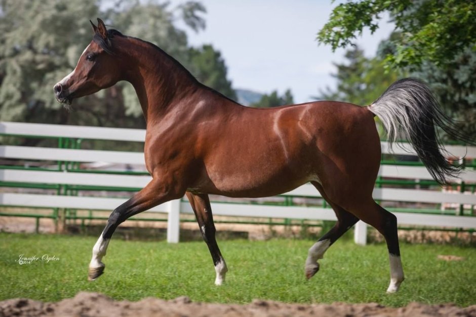 Marwan al Shaqab