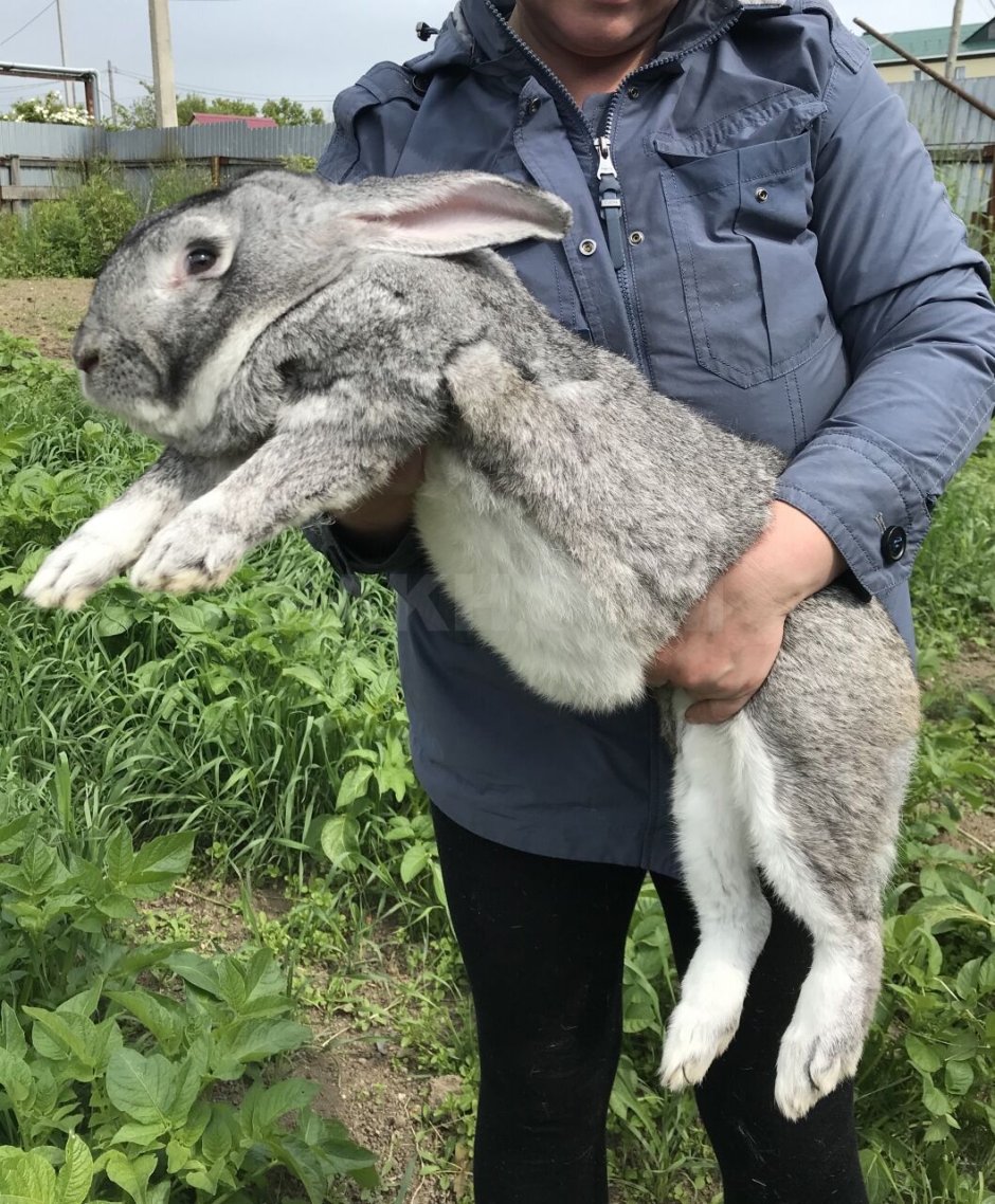 Бельгийский Фландр кролик