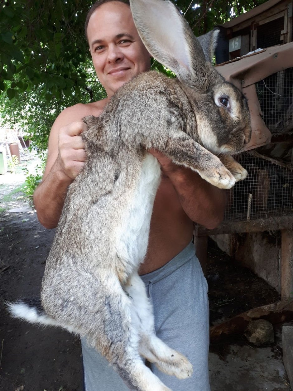Бельгийский Фландр кролик
