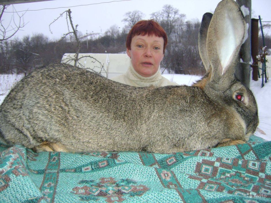 Бельгийский Фландр кролик