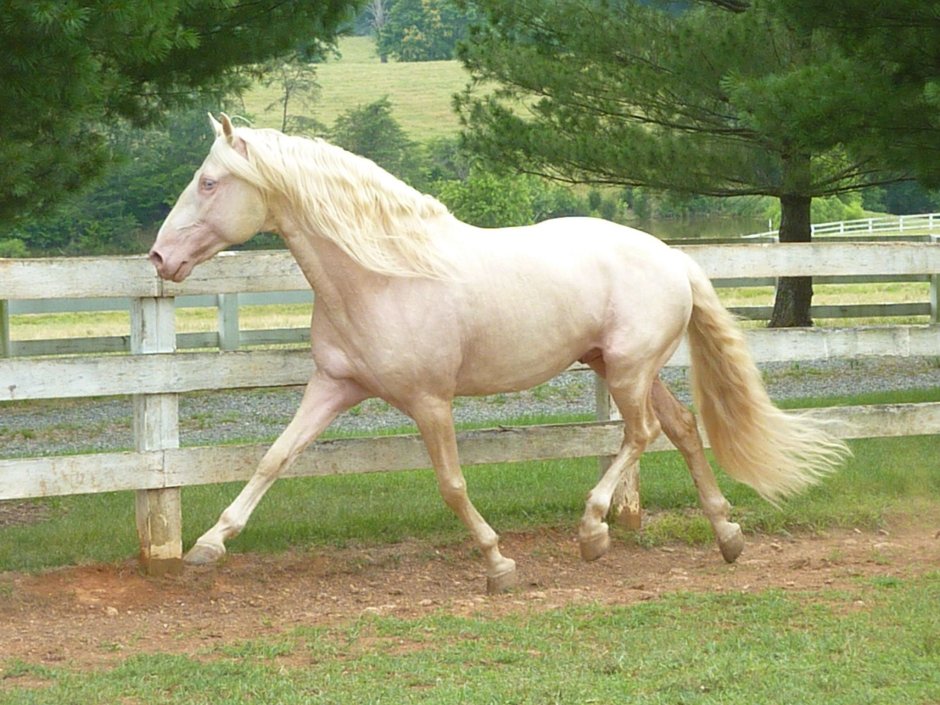 Cremello Akhal Teke Stallion Running Gray Wall photos