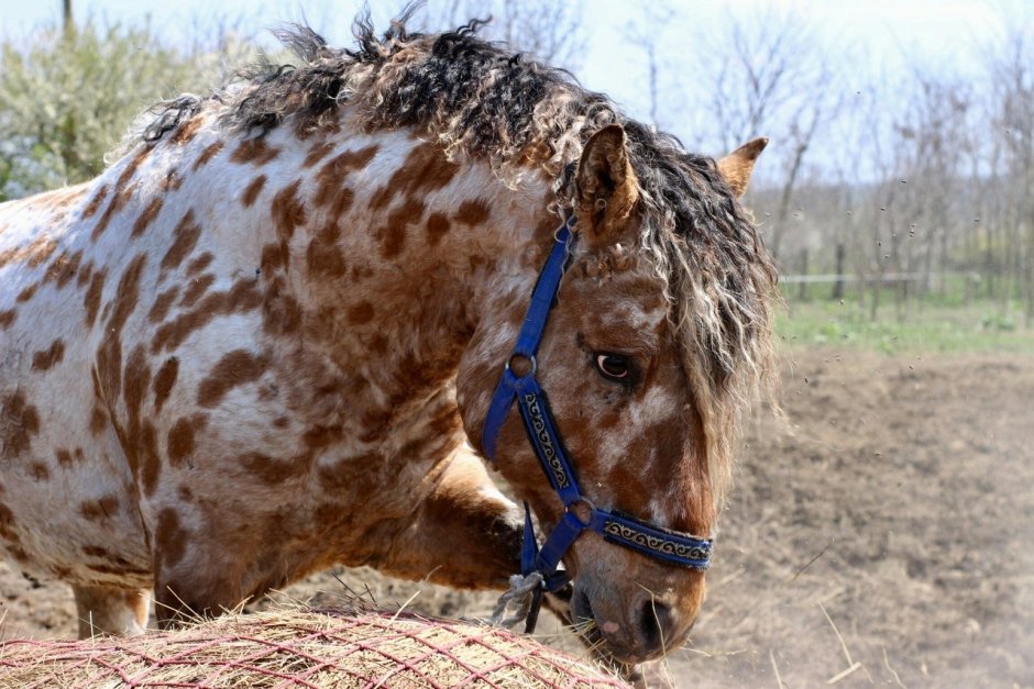 Бурая Фризская лошадь