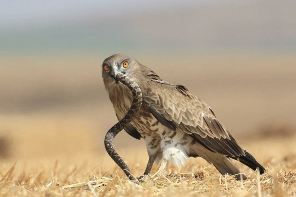 Канюк, чеглок, Змееяд