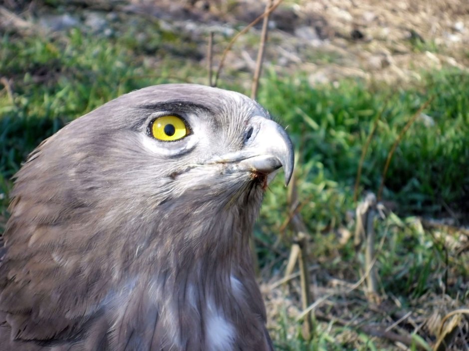 Mystic Eagle