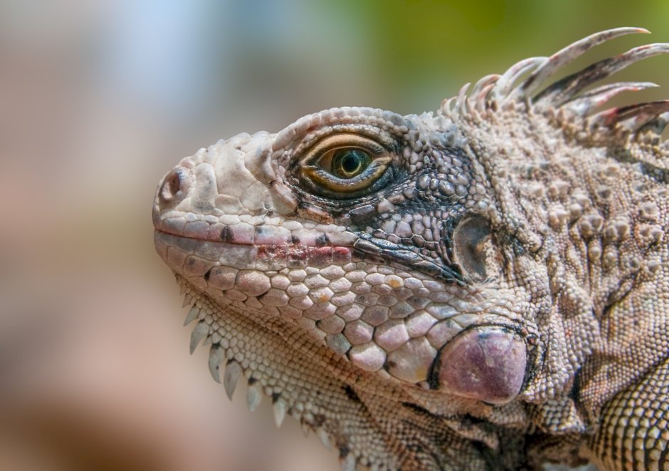 Iguana НС