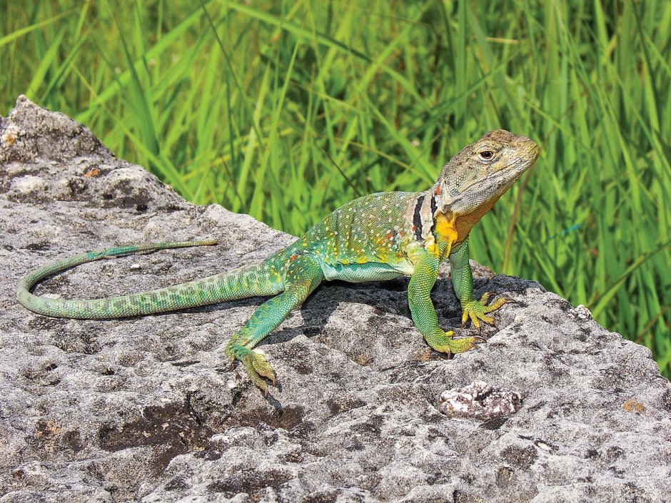 Полосатая ящерица Lacerta strigata