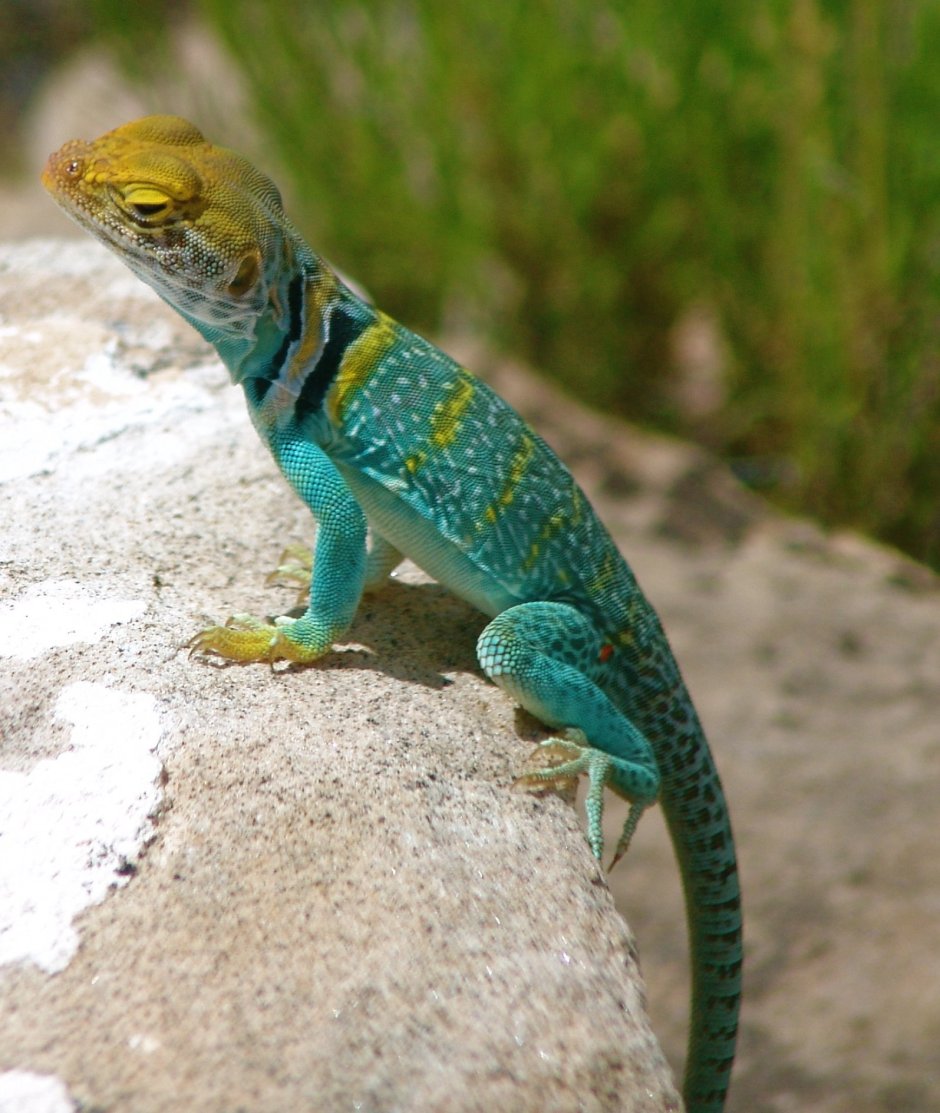 Lacerta ящерица