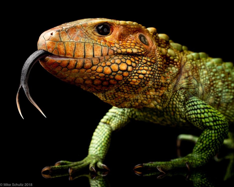 Lizard isohely