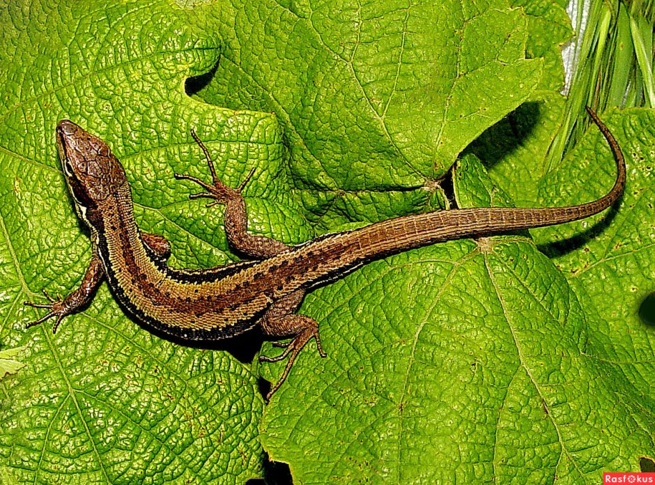 Пантеровый хамелеон Furcifer pardalis