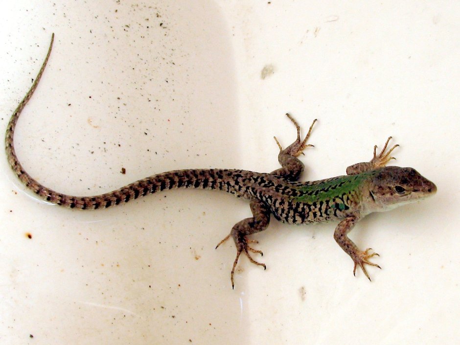 Восточный синеязыкий сцинк (Tiliqua scincoides scincoides)