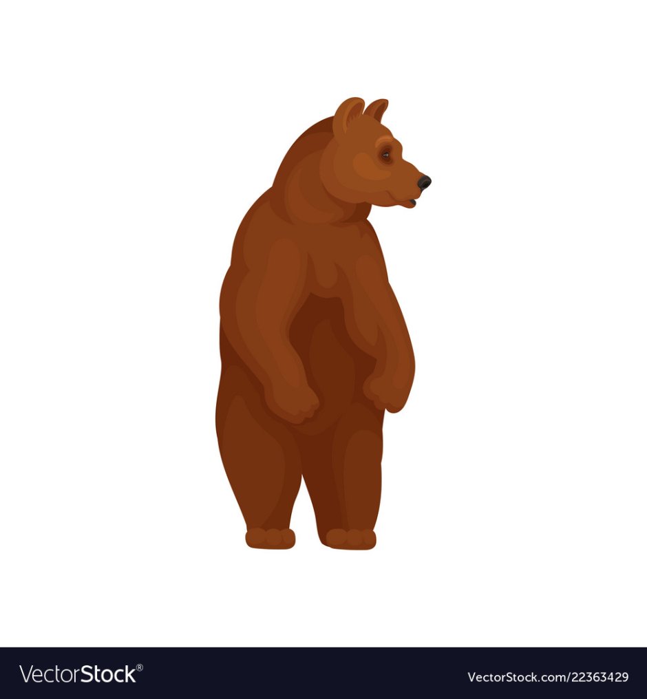 Медведь на задних лапах рисунок