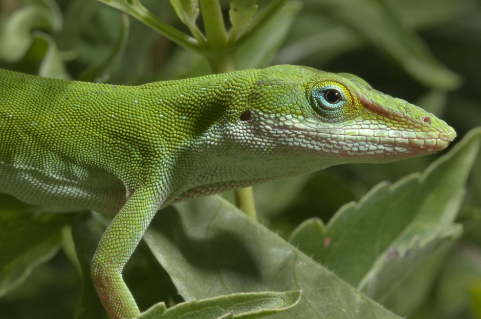 Anole Lizard