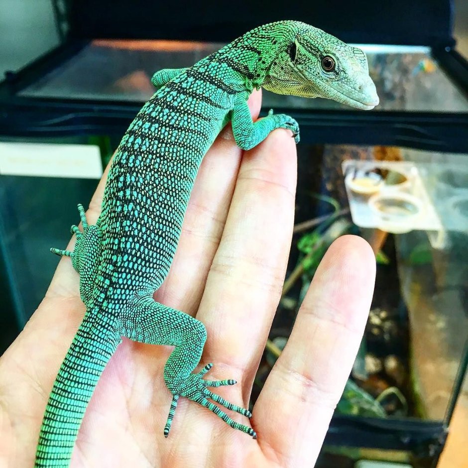 Varanus prasinus