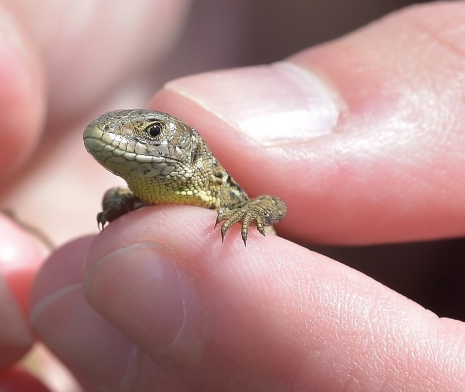 Карликовый геккон (Sphaerodactylus ariasae)
