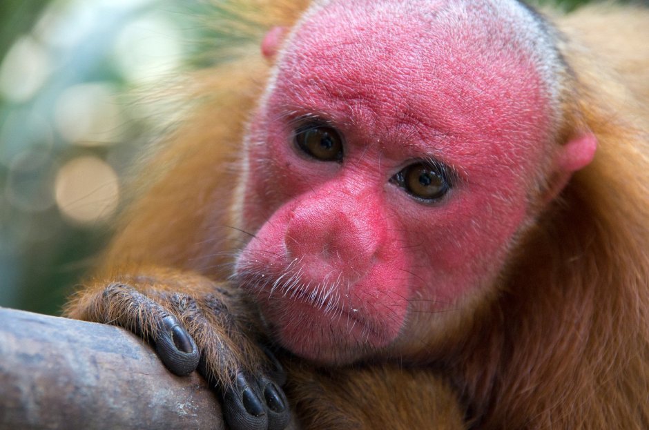 Trachypithecus ebenus.