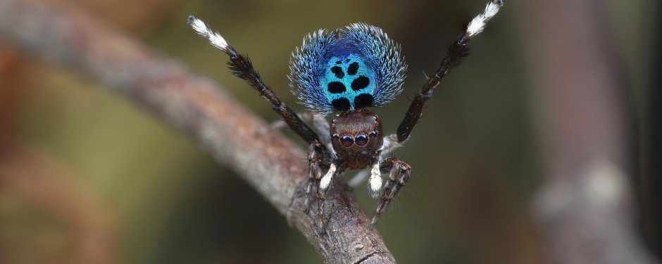 Паук Avicularia purpurea