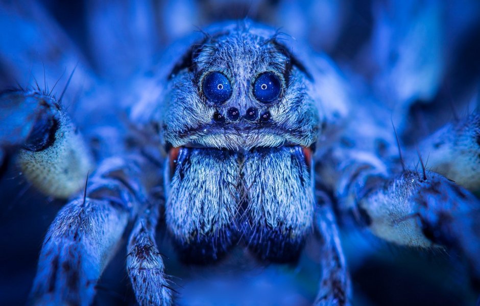 Синий птицеед Poecilotheria Metallica