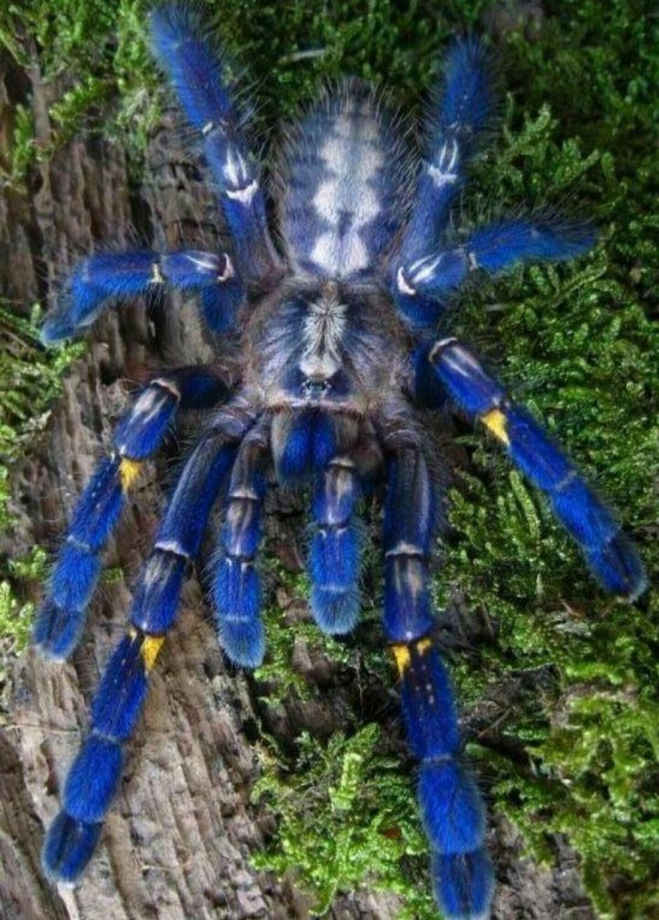 Poecilotheria Metallica яд