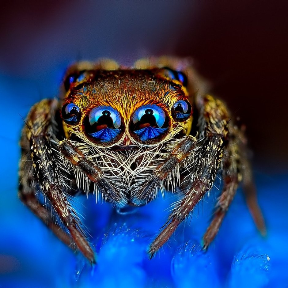 Паук Lampropelma violaceopes