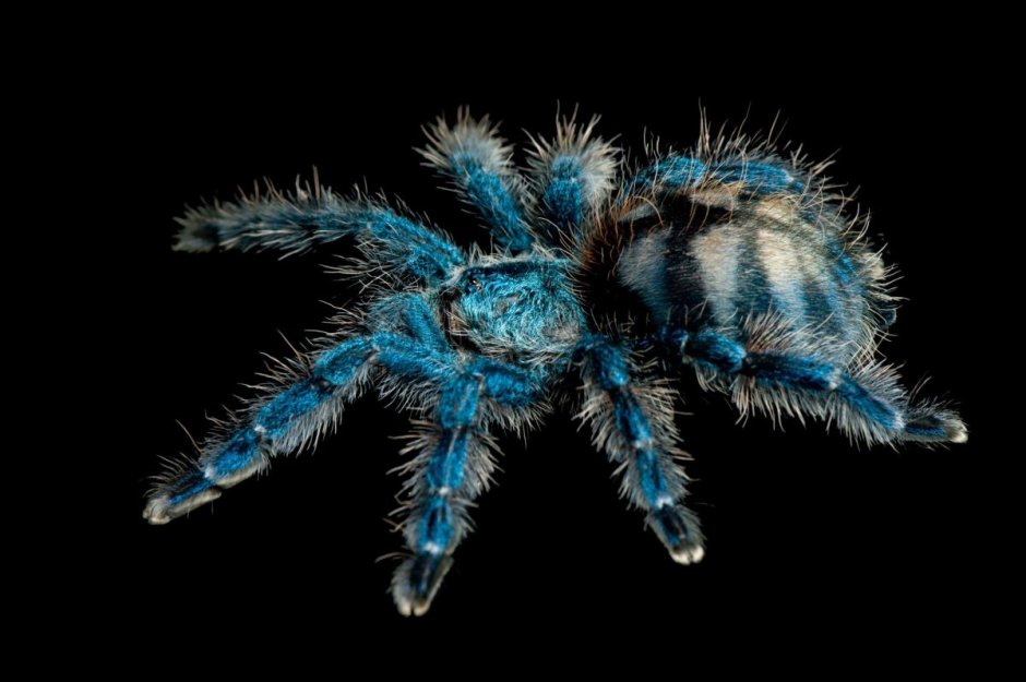 Poecilotheria Metallica паук
