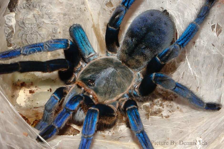 Poecilotheria Ornata укус