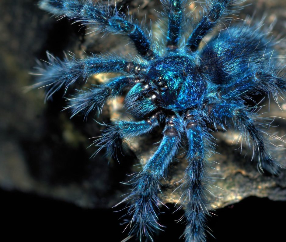 Poecilotheria Metallica паук