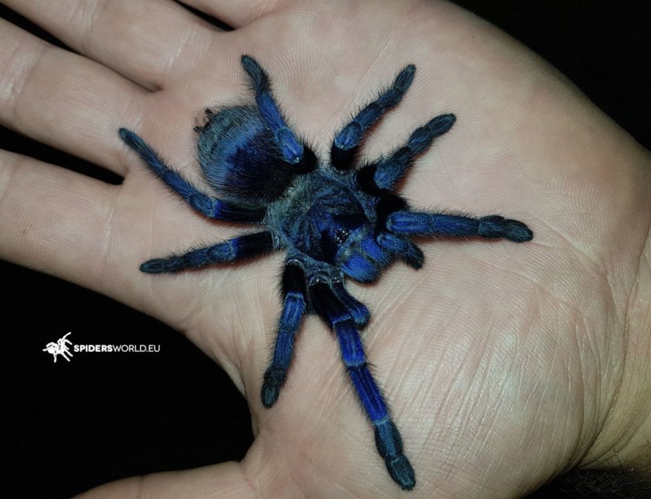 Poecilotheria Metallica паук