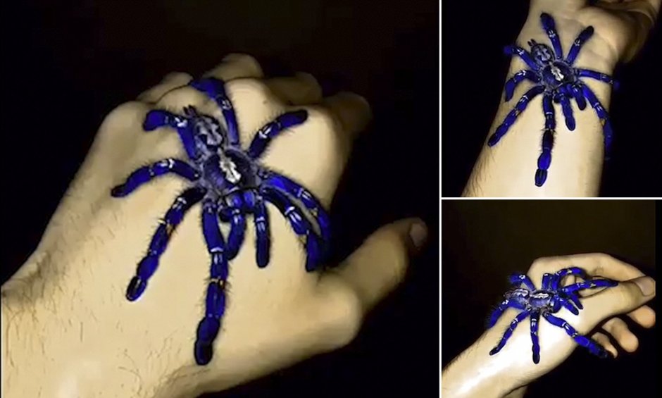 Maratus personatus