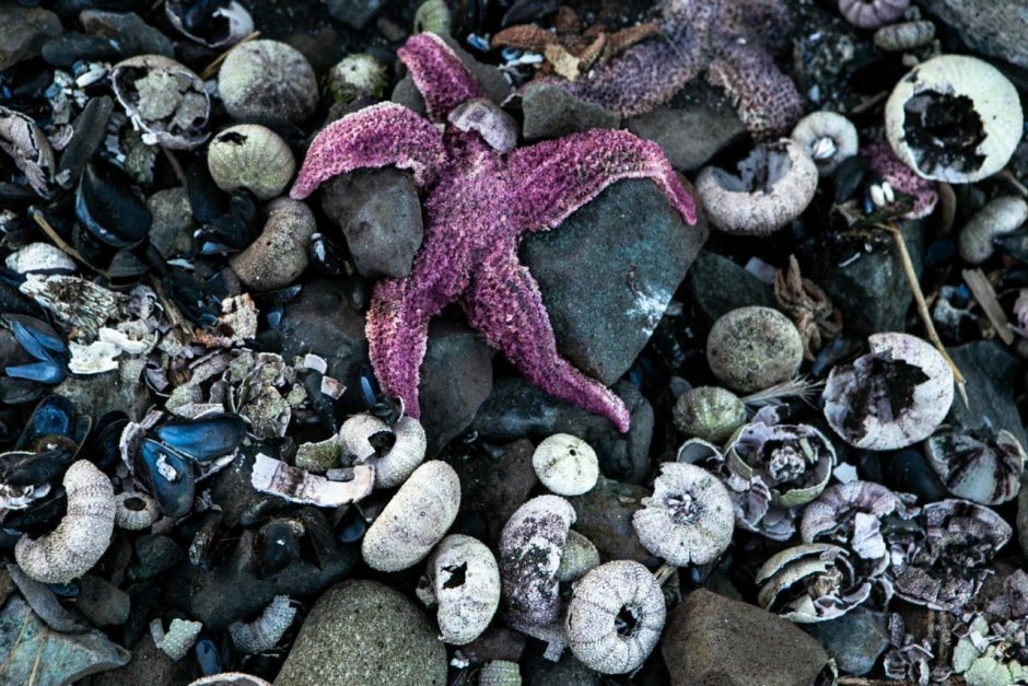Млекопитающие Охотского моря